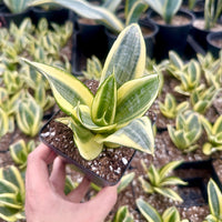 Rare Succulents - Sansevieria Golden Hahnii Variegated