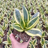 Rare Succulents - Sansevieria Golden Hahnii Variegated
