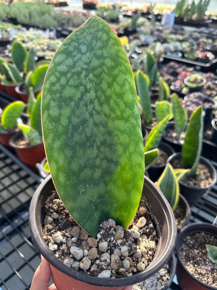 Rare Succulents