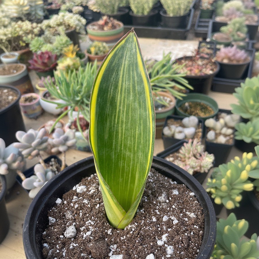 variegated whale fin sansevieria for sale Rare Succulents