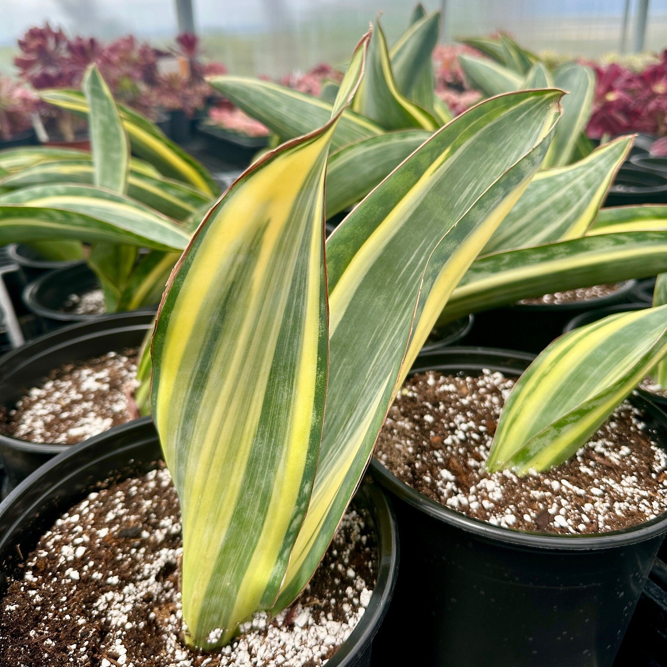 Rare Succulents - Sansevieria masoniana whale fin variegated– 1am