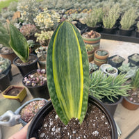 Rare Succulents - Sansevieria masoniana whale fin variegated (8”-10”)