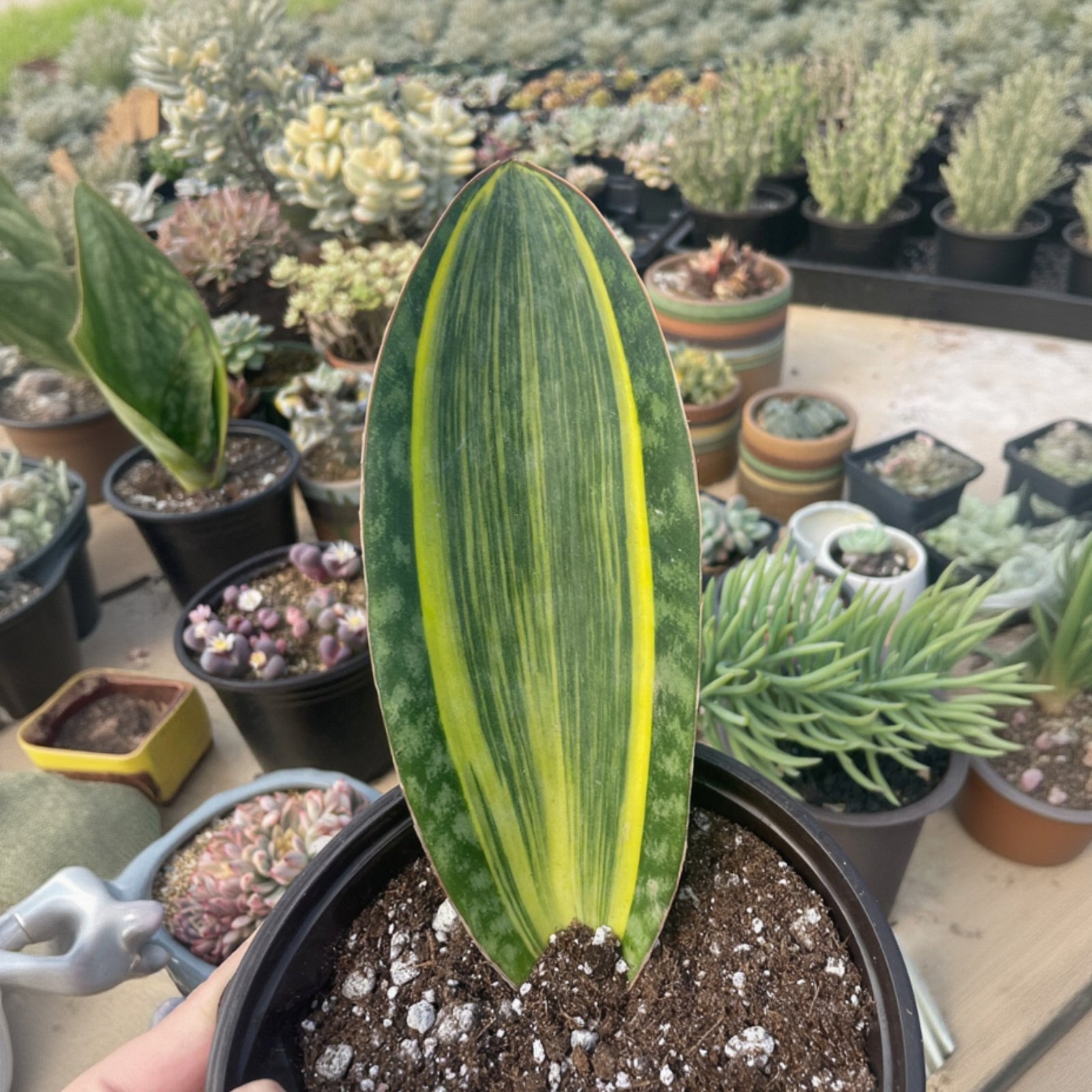 sansevieria dragon Sansevieria trifasciata Black Dragon - Snake Plant | Hortology main image 0