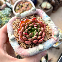 Rare Succulents - Sedeveria Pink Ruby (2.5")