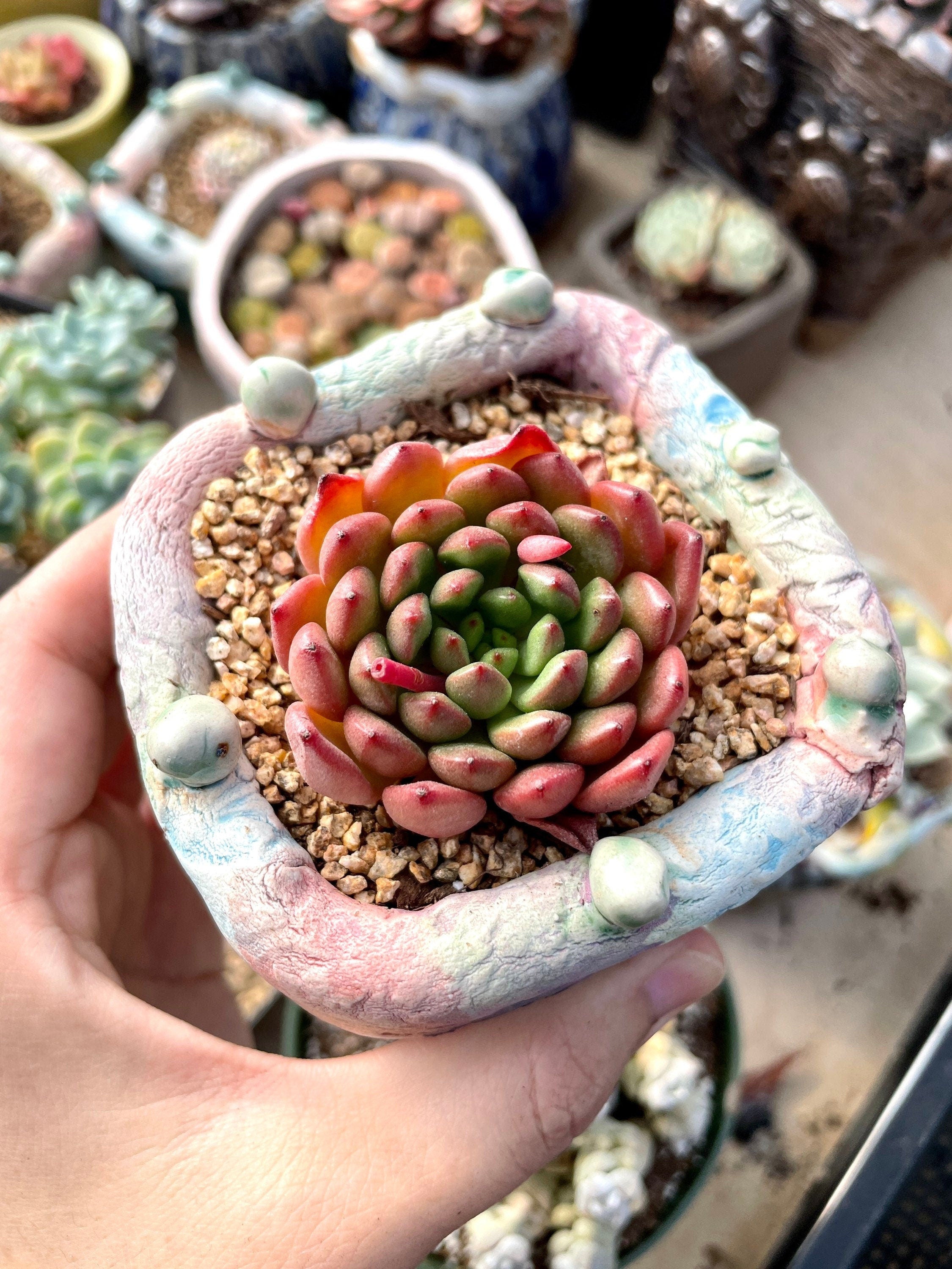 sedeveria pink ruby succulent Rare Succulents