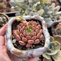 Rare Succulents - Sedeveria Pink Ruby (2.5")