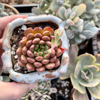 Rare Succulents - Sedeveria Pink Ruby (2.5")