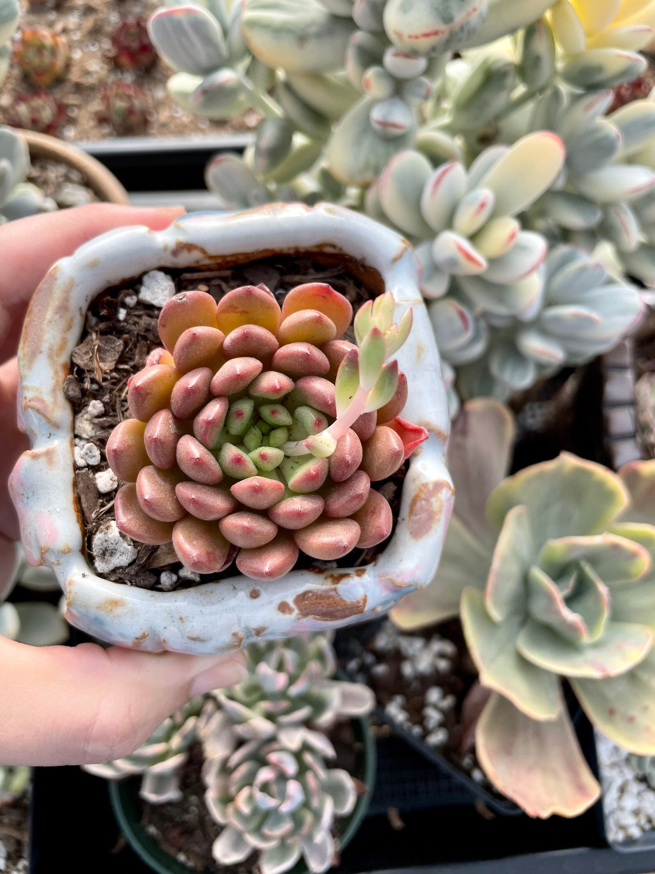 pink colored succulents Rare Succulents
