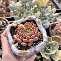 Rare Succulents - Sedeveria Pink Ruby (2.5")