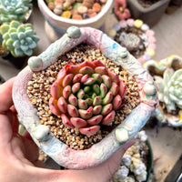 Rare Succulents - Sedeveria Pink Ruby (2.5")