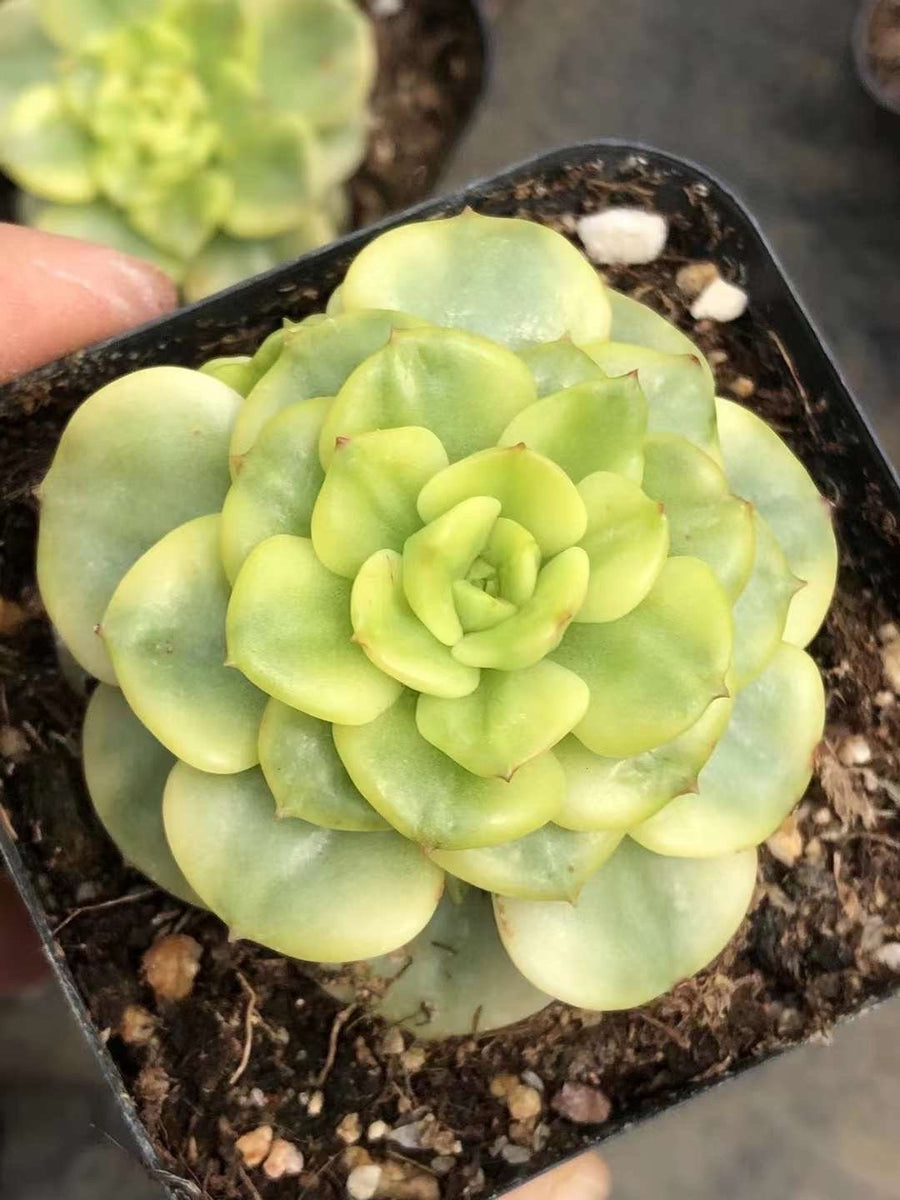 succulent has yellow leaves Rare Succulents