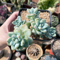 Rare Succulents - Sedum Clavatum cluster, Live Plant