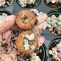 Rare Succulents - Sinningia leucotricha (Bulb Only)