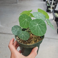 Rare Succulents - Stephania Erecta (Budding Bulb 1")