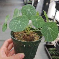 Rare Succulents - Stephania Erecta (Budding Bulb 1")