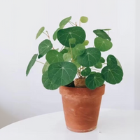 Rare Succulents - Stephania Erecta (Budding Bulb 1")