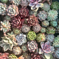 Rare Succulents - Succulents Mystery Box