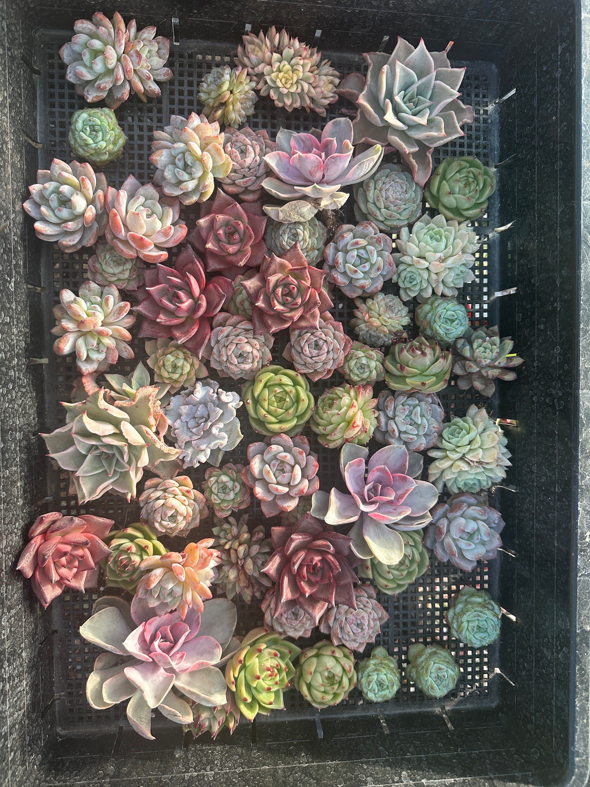 succulent mystery box Rare Succulents