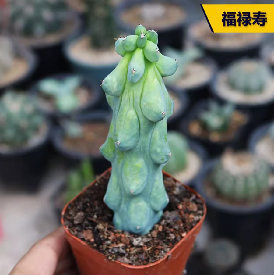 Rare Boobie Cactus, Mothers Day Gift, Myrtillocactus Geometrizans Fukurokuryuzinboku (4