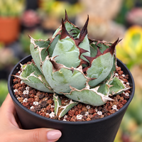 A close-up of a potted agave succulent with pale green leaves and dark reddish-brown spines, growing in a black nursery pot filled with brown and white perlite. A hand is holding the pot on the left, with a blurred garden background.