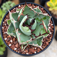 Agave Titanota Succulent - Blue Whale with White Edge