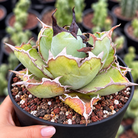 A close-up of a potted agave succulent with green leaves and reddish-pink margins, held in a black nursery pot by a hand. The background shows a blurred greenhouse setting with other potted plants.
