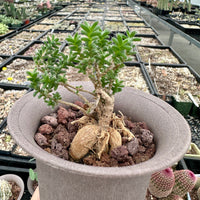 Trichodiadema Bulbosum, Rare Caudex, Live Succulent Plant