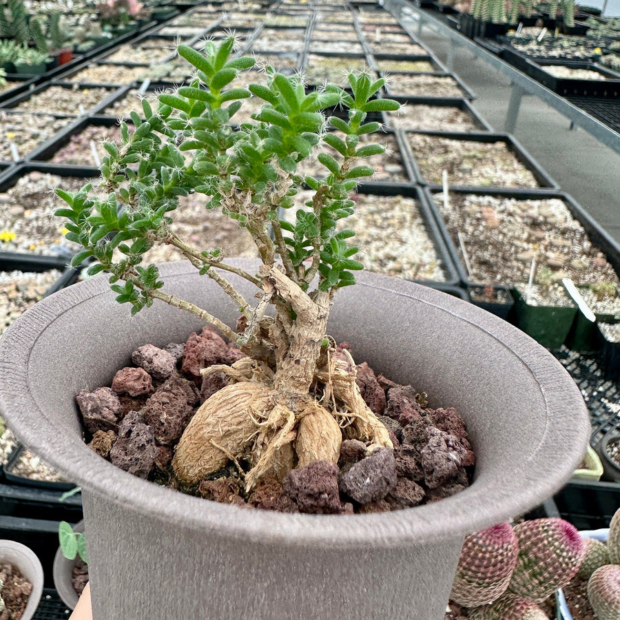 live succulents Trichodiadema Bulbosum, Rare Caudex, Live Succulent Plant– 1am Succulents