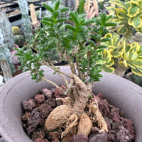 Trichodiadema Bulbosum, Rare Caudex, Live Succulent Plant