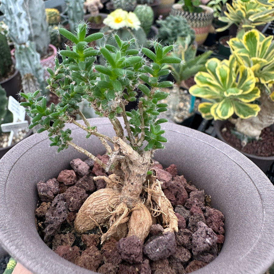 ebay succulent plants Trichodiadema Bulbosum, Rare Caudex, Live Succulent Plant