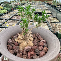 Trichodiadema Bulbosum, Rare Caudex, Live Succulent Plant