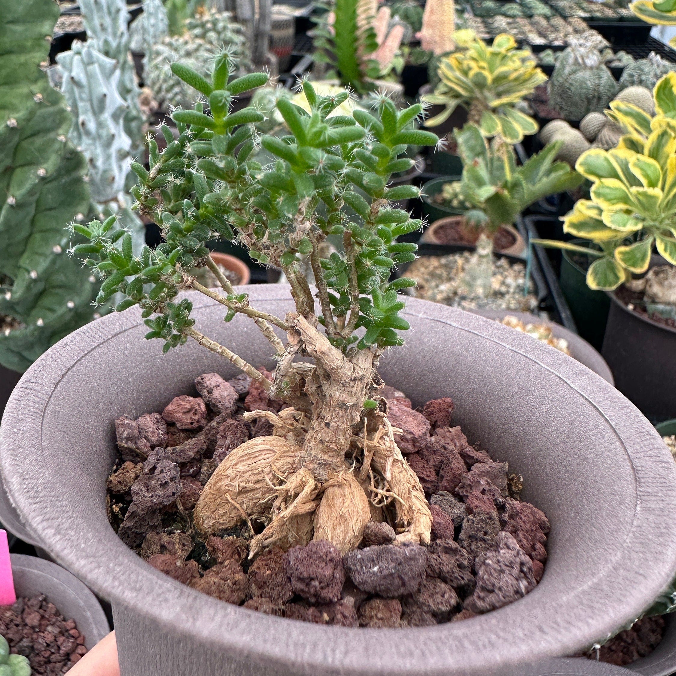 caudex plant Trichodiadema Bulbosum, Rare Caudex, Live Succulent Plant