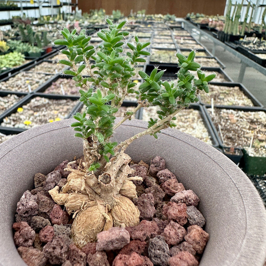 caudiciform succulents Trichodiadema Bulbosum, Rare Caudex, Live Succulent Plant
