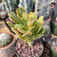 Variegated Euphorbia Poissonii - Rare Variegated Succulent Plant - Exotic Indoor Plant - Unique Houseplant Gift (no leaves)