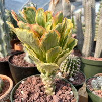 Variegated Euphorbia Poissonii - Rare Variegated Succulent Plant - Exotic Indoor Plant - Unique Houseplant Gift (no leaves)