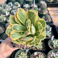 Variegated Euphorbia Poissonii - Rare Variegated Succulent Plant - Exotic Indoor Plant - Unique Houseplant Gift (no leaves)