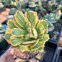 Variegated Euphorbia Poissonii - Rare Variegated Succulent Plant - Exotic Indoor Plant - Unique Houseplant Gift (no leaves)