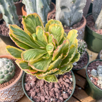 Variegated Euphorbia Poissonii - Rare Variegated Succulent Plant - Exotic Indoor Plant - Unique Houseplant Gift (no leaves)