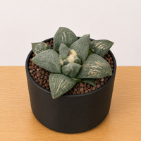 WYSIWYG - Rare Cactus – Ariocarpus Retusus cv. 'Cauliflower' - 2225
