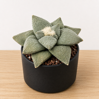 WYSIWYG - Rare Cactus – Ariocarpus Retusus cv. 'Cauliflower' - 2262