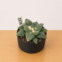 WYSIWYG - Rare Cactus – Ariocarpus Retusus cv. 'Cauliflower' - 2274