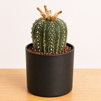 WYSIWYG - Rare Cactus – Astrophytum Asteria - 2369