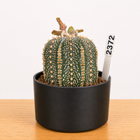 WYSIWYG - Rare Cactus – Astrophytum Asteria - 2372