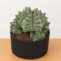 WYSIWYG - Rare Cactus – Astrophytum Myriostigma Kikko - 2195