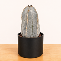 WYSIWYG - Rare Cactus – Astrophytum Myriostigma Onzuka - 2370