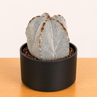 WYSIWYG - Rare Cactus – Astrophytum Myriostigma Onzuka - 2402