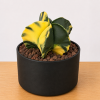 WYSIWYG - Rare Cactus – Astrophytum Myriostigma Variegated - 2199