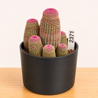 WYSIWYG - Rare Cactus – Echinocereus Rigidissimus Rainbow Cluster - 2371