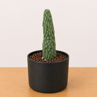 WYSIWYG - Rare Cactus – Larryleachia Cactiformis- 2214