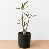 WYSIWYG - Rare Succulent – Adenium Tanzania -1595